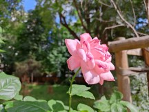 16MP daylight samples - f/1.8, ISO 100, 1/232s - Realme GT Neo 3T review