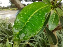 2MP macro camera - OnePlus Nord CE3 review