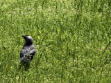 Shooting the hooded crow - f/2.1, ISO 50, 1/689s - Huawei Pura 70 Ultra review