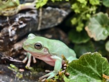 Telephoto macro samples - f/2.7, ISO 1023, 1/50s - Vivo X200 Pro hands-on review