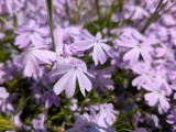 Google Pixel 9a: 12MP main camera macro samples - f/1.7, ISO 40, 1/2506s - Google Pixel 9a review