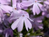 Google Pixel 9a: 12MP main camera macro samples - f/1.7, ISO 43, 1/2809s - Google Pixel 9a review