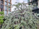Honor 400: 12.5 MP main camera 2x zoom samples - f/1.9, ISO 50, 1/320s - Honor 400 review