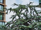Honor 400: 12.5 MP main camera 4x zoom samples - f/1.9, ISO 50, 1/670s - Honor 400 review