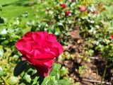 Main camera, 1x zoom - f/1.9, ISO 50, 1/240s - Honor Magic V Flip 2 review