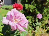 Main camera, 1x zoom - f/1.9, ISO 50, 1/700s - Honor Magic V Flip 2 review