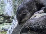10x telephoto camera in good light - f/3.6, ISO 640, 1/136s - Huawei Pura 80 Ultra Handson Camera1  review