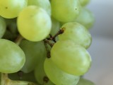 Macro samples from the telephoto camera - f/2.4, ISO 400, 1/50s - Huawei Pura 80 Ultra Handson Camera1  review
