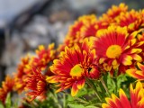 3x macro photos - 69mm, f/5.6, ISO 71, 1/925s (4096x3072px) - Iqoo 15 review