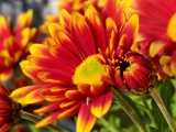 6x macro photos - 138mm, f/16.0, ISO 71, 1/1263s (4096x3072px) - Iqoo 15 review