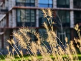 3x macro photos - 73mm, f/16.0, ISO 71, 1/500s (4096x3072px) - Iqoo 15 review