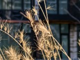 6x macro photos - 138mm, f/16.0, ISO 71, 1/1131s (4096x3072px) - Iqoo 15 review