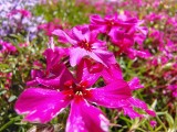 Macro photos with the ultrawide camera - f/2.2, ISO 100, 1/902s - Motorola Moto G Stylus 5G 2025  review