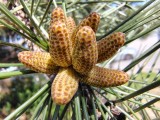 Macro photos with the ultrawide camera - f/2.2, ISO 100, 1/268s - Motorola Moto G Stylus 5G 2025  review