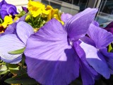 Macro photos with the ultrawide camera - f/2.2, ISO 101, 1/793s - Motorola Moto G Stylus 5G 2025  review