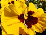 Macro photos with the ultrawide camera - f/2.2, ISO 101, 1/1394s - Motorola Moto G Stylus 5G 2025  review