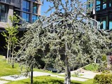 CMF Phone 2 Pro: 50MP telephoto camera samples - f/1.9, ISO 100, 1/1279s - Nothing CMF Phone 2 Pro review
