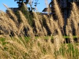 3.5x macro photos - f/1.8, ISO 50, 1/803s - Oneplus 15 review