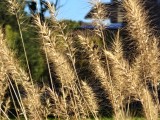 7x macro photos - f/1.8, ISO 50, 1/678s - Oneplus 15 review