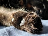3.5x macro photos - f/1.8, ISO 640, 1/100s - Oneplus 15 review
