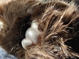 7x macro photos - f/1.8, ISO 500, 1/100s - Oneplus 15 review