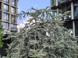 OnePlus Nord CE5: 12.5MP main camera 2x zoom samples - f/1.8, ISO 50, 1/709s - Oneplus Nord CE5 review