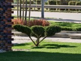 Daylight samples, teleconverter, 10x - f/2.1, ISO 125, 1/200s - Oppo Find X9 Pro review