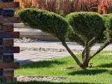 Daylight samples, teleconverter, 20x - f/2.1, ISO 50, 1/144s - Oppo Find X9 Pro review