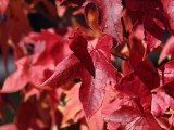 Daylight samples, teleconverter, 10x, closeups - f/2.1, ISO 64, 1/200s - Oppo Find X9 Pro review