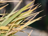 Daylight samples, teleconverter, 10x, closeups - f/2.1, ISO 64, 1/200s - Oppo Find X9 Pro review