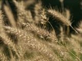 Daylight samples, teleconverter, 10x, closeups - f/2.1, ISO 50, 1/206s - Oppo Find X9 Pro review