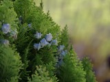 Daylight samples, teleconverter, 10x, closeups - f/2.1, ISO 160, 1/200s - Oppo Find X9 Pro review