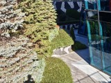 Daylight samples, main camera (2x) - 48mm, f/1.8, ISO 64, 1/200s (4096x3072px) - Realme GT 8 Pro review
