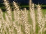 Daylight samples, telephoto camera (3x), closeups - 72mm, f/2.6, ISO 50, 1/142s (4096x3072px) - Realme GT 8 Pro review