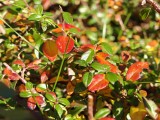 Daylight samples, telephoto camera (3x), closeups - 72mm, f/2.6, ISO 125, 1/134s (4096x3072px) - Realme GT 8 Pro review