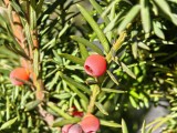 Daylight samples, telephoto camera (3x), closeups - 72mm, f/2.6, ISO 160, 1/134s (4096x3072px) - Realme GT 8 Pro review