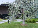 2x crop zoom daylight photos - f/1.8, ISO 80, 1/100s - Realme P3 Ultra review