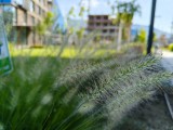 Main camera close-ups - f/1.8, ISO 50, 1/1149s - Realme P3 Ultra review