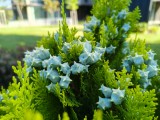 Main camera close-ups - f/1.8, ISO 50, 1/434s - Realme P3 Ultra review