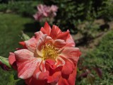 Daylight samples, main camera (1x) - f/1.8, ISO 40, 1/7696s - Samsung Galaxy Z Flip7 review