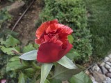Macro mode photos - f/2.2, ISO 50, 1/396s - Samsung Galaxy Z Fold7 review