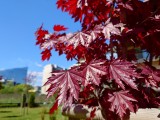 Daylight samples, main camera (1x) - f/1.9, ISO 25, 1/640s - Sony Xperia 1 VII review