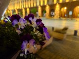 Low-light samples, main camera (1x) - f/1.9, ISO 3200, 1/15s - Sony Xperia 1 VII review