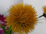 Sony Xperia 10 VII: close-up samples - f/1.9, ISO 100, 1/30s - Sony Xperia 10 VII review