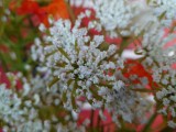 Sony Xperia 10 VII: close-up samples - f/1.9, ISO 200, 1/30s - Sony Xperia 10 VII review