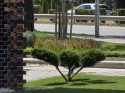 Long telephoto: Samsung Galaxy S25 Ultra (230mm) - f/3.4, ISO 32, 1/447s - Ultra camera comparison