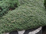 vivo X Fold5: 12.5MP telephoto camera 10x samples - f/2.5, ISO 89, 1/100s - vivo X Fold5 review