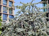 vivo X Fold5: 50MP telephoto camera 3x samples - f/2.5, ISO 71, 1/1066s - vivo X Fold5 review