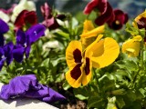 Daylight samples, wide camera (35mm) - f/1.7, ISO 126, 1/7634s - vivo X200 Ultra review