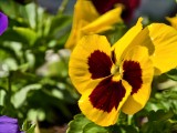 Daylight samples, telephoto camera (85mm) - f/2.3, ISO 50, 1/895s - vivo X200 Ultra review